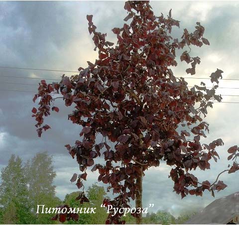 Лещина штамбовая 