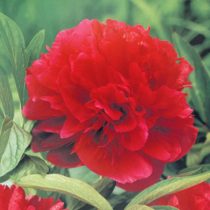 Пион лек. RUBRA PLENA