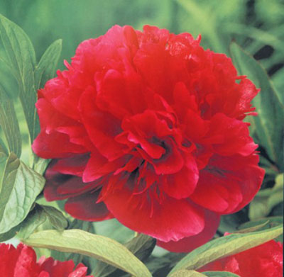 Пион лек. RUBRA PLENA