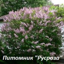 Сирень венгерская (Syringa josikaea)