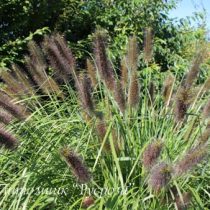 Пеннисетум Viridescens