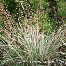 Трясунка средняя 