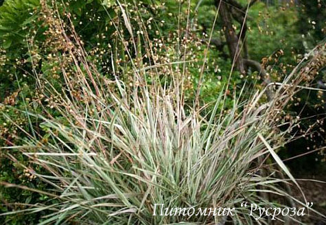 Трясунка средняя 