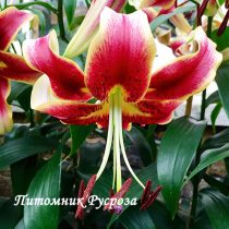 Лилия ОТ-гибрид 