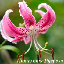 Лилия ОТ-гибрид 