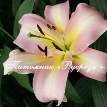 Лилия ОТ-гибрид 