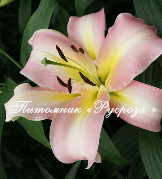 Лилия ОТ-гибрид 