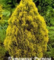 Туя западная 