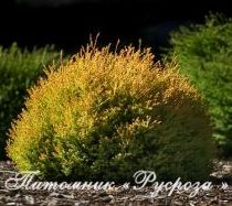 Туя западная 