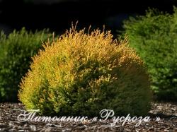 Туя западная 