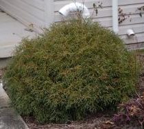 Туя западная 