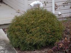 Туя западная 
