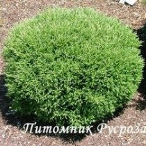 Туя западная 