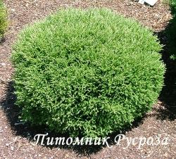 Туя западная 