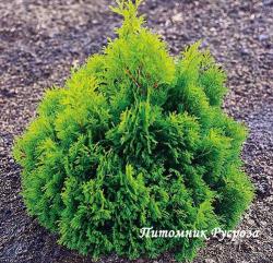 Туя западная 