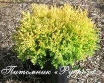 Туя западная 