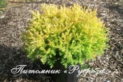 Туя западная 