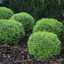 Туя западная 