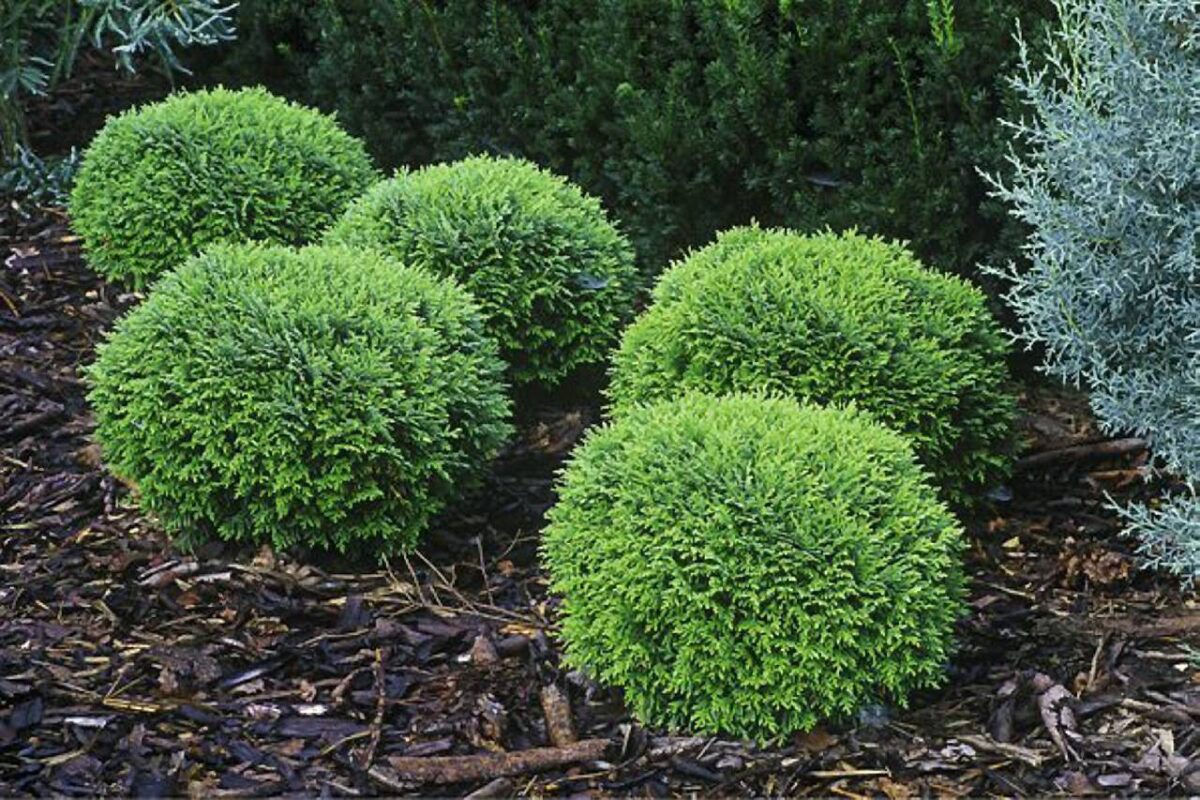 Туя западная 