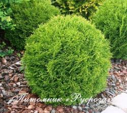 Туя западная 