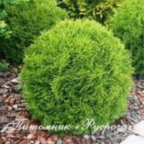 Туя западная 