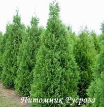Туя западная 