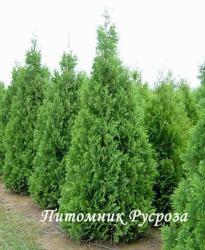 Туя западная 