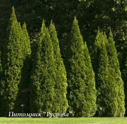 Туя западная 