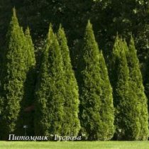 Туя западная 