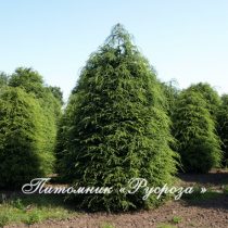 Тсуга канадская 140-160