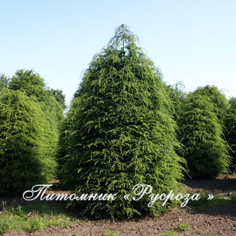 Тсуга канадская 140-160