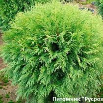 Туя западная 