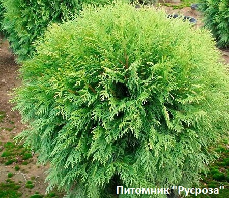 Туя западная 