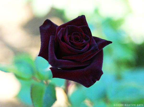 BLACK BACCARA