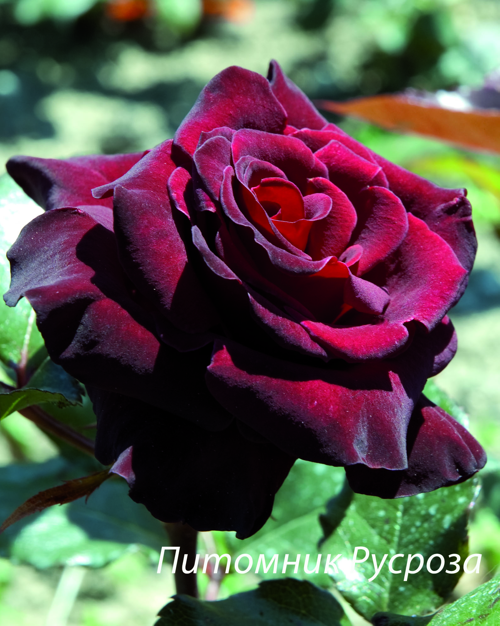 BLACK BACCARA