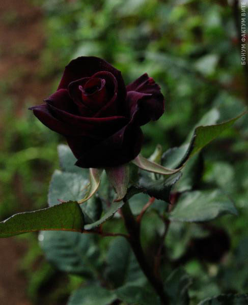 BLACK BACCARA