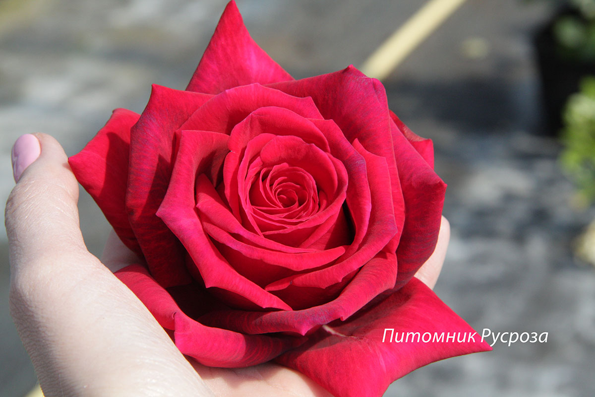 BLACK BACCARA