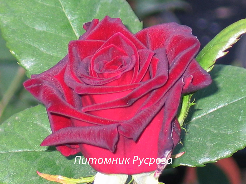 BLACK BACCARA
