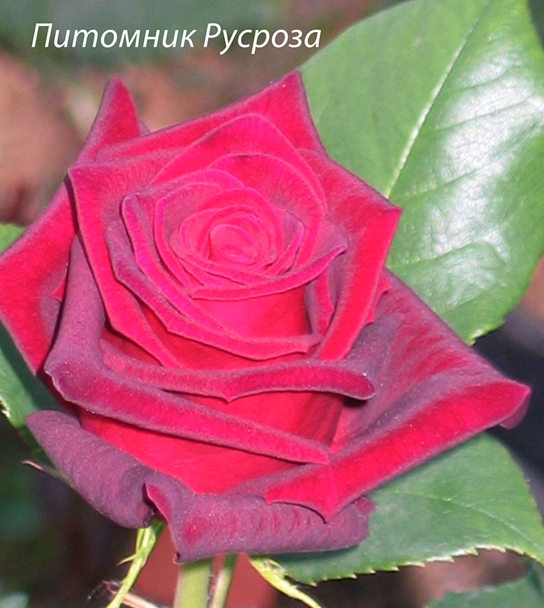 BLACK BACCARA