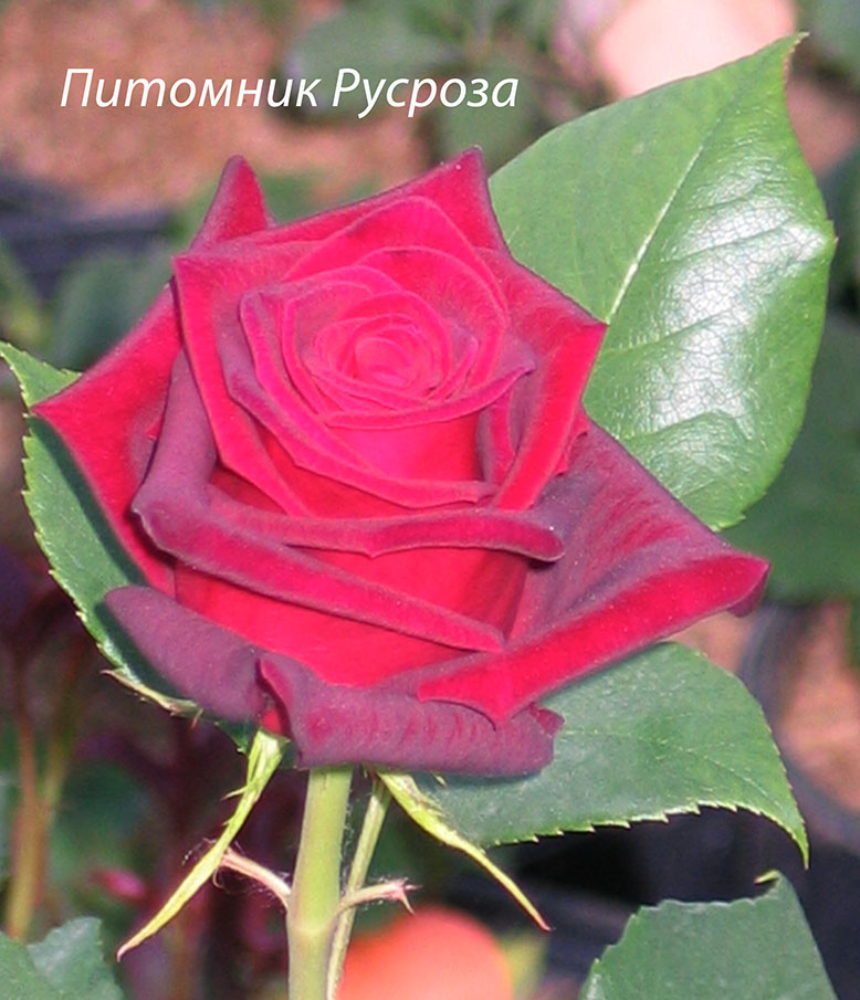 BLACK BACCARA
