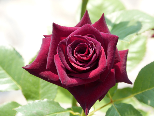 BLACK BACCARA