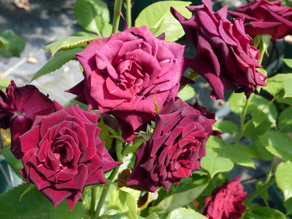 BLACK BACCARA