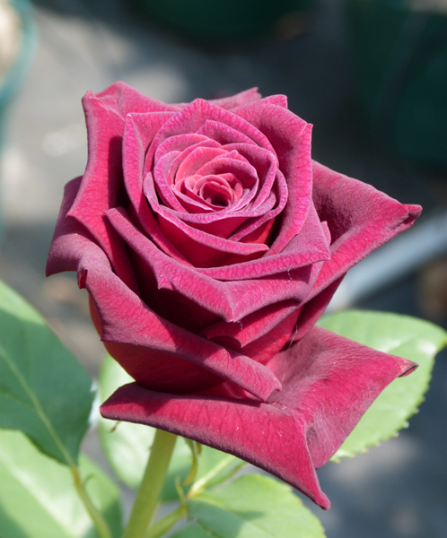 BLACK BACCARA