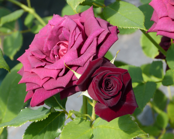 BLACK BACCARA