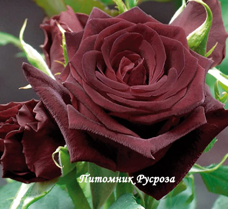 BLACK PERFUMELLA