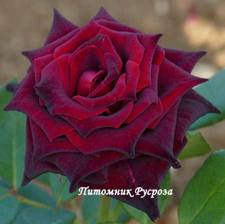 BLACK PERFUMELLA