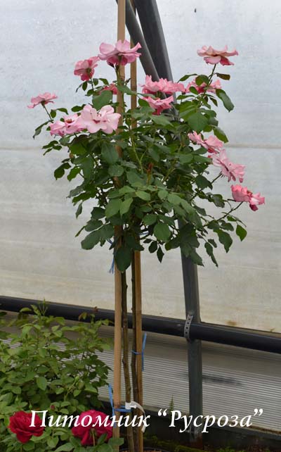 ALISSAR, PRINCESS OF PHOENICIA (HARSIDON) ШТ 90-110