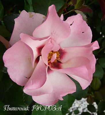 ALISSAR, PRINCESS OF PHOENICIA (HARSIDON) ШТ 90-110