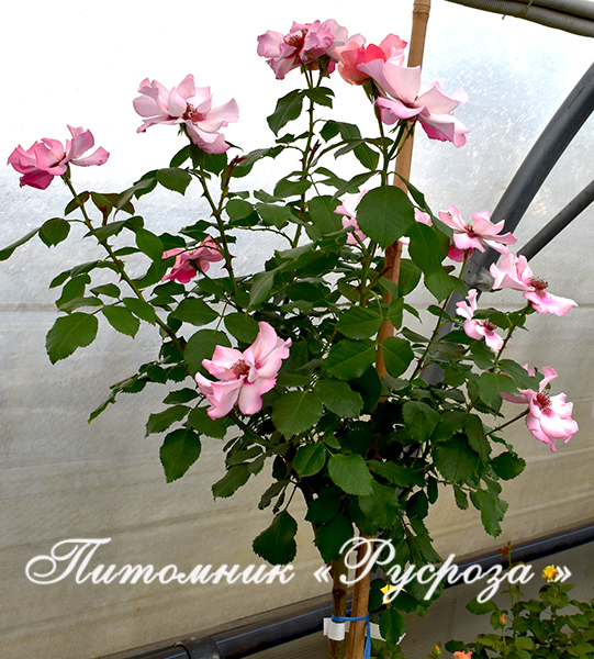 ALISSAR, PRINCESS OF PHOENICIA (HARSIDON) ШТ 90-110