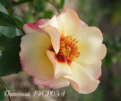 ALISSAR, PRINCESS OF PHOENICIA (HARSIDON) ШТ 90-110